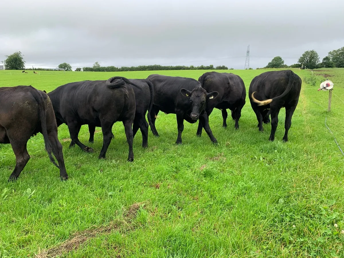 6 Super AA Heifers - Avg 444kgs - Image 1