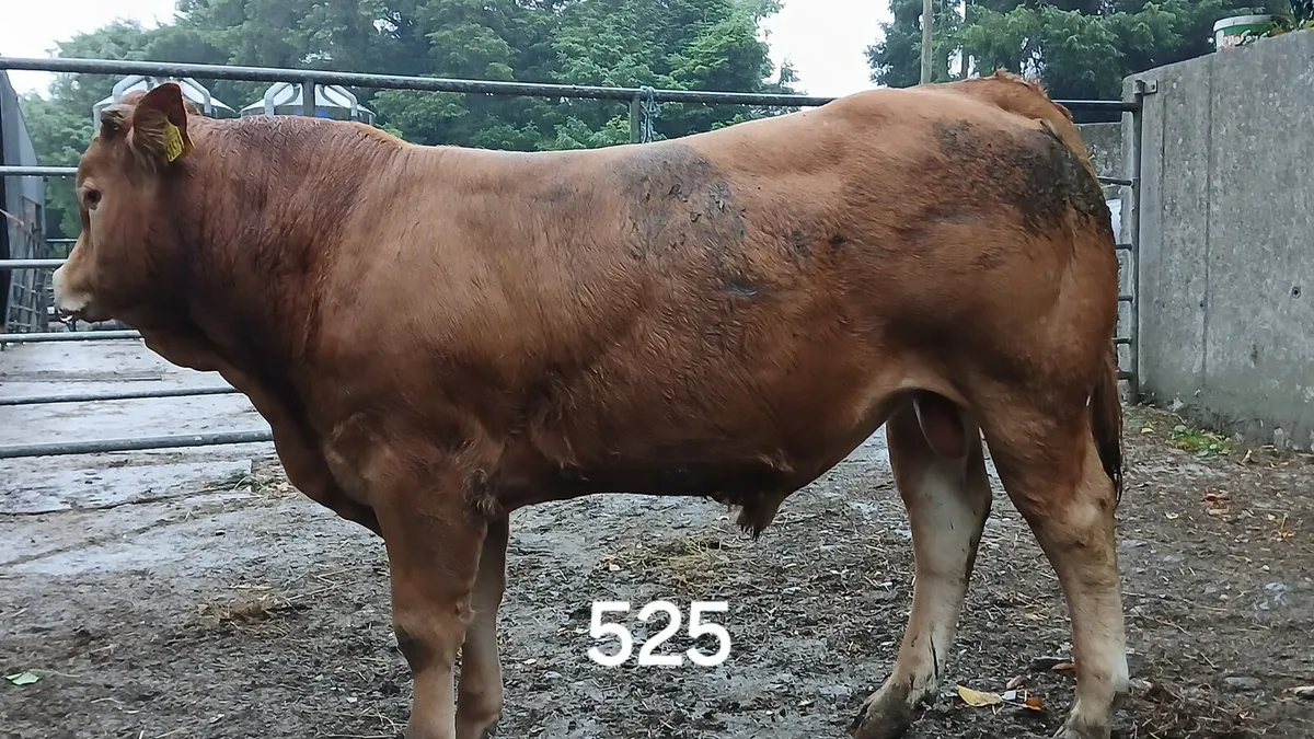2 PBR LIMOUSIN BULLS                🌟 🌟 🌟 🌟 🌟 - Image 2