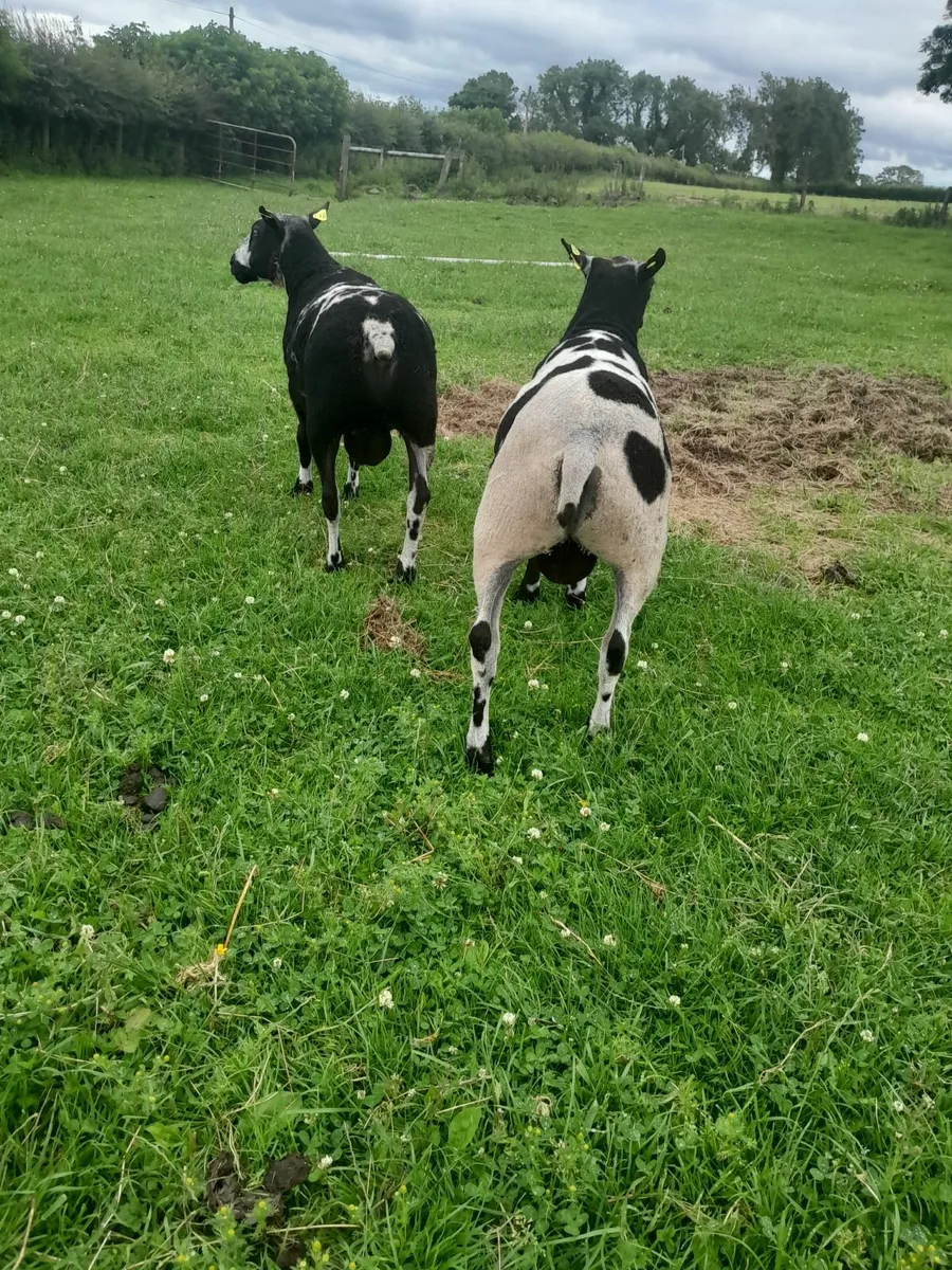 Dutch spotted rams - Image 3