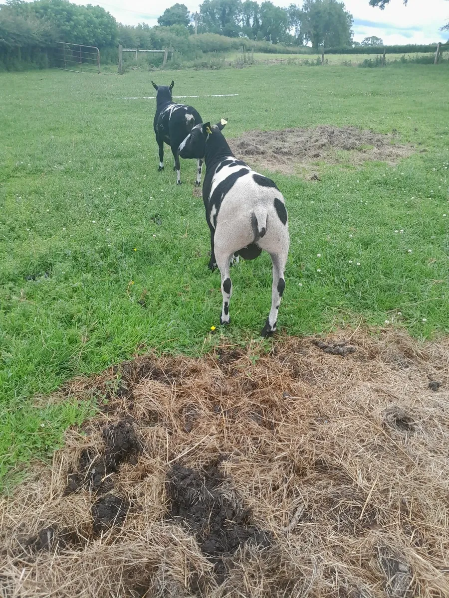 Dutch spotted rams - Image 1