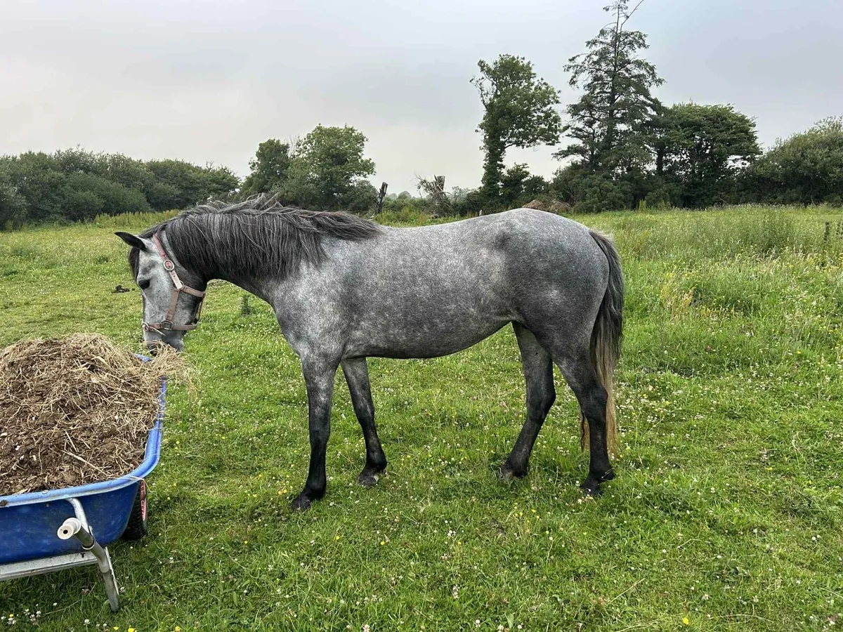 Connemara 4 year old - Image 2