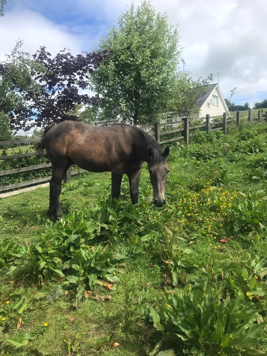 RID Colt Yearling - Image 2