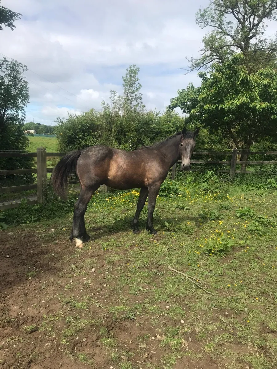 RID Colt Yearling - Image 3