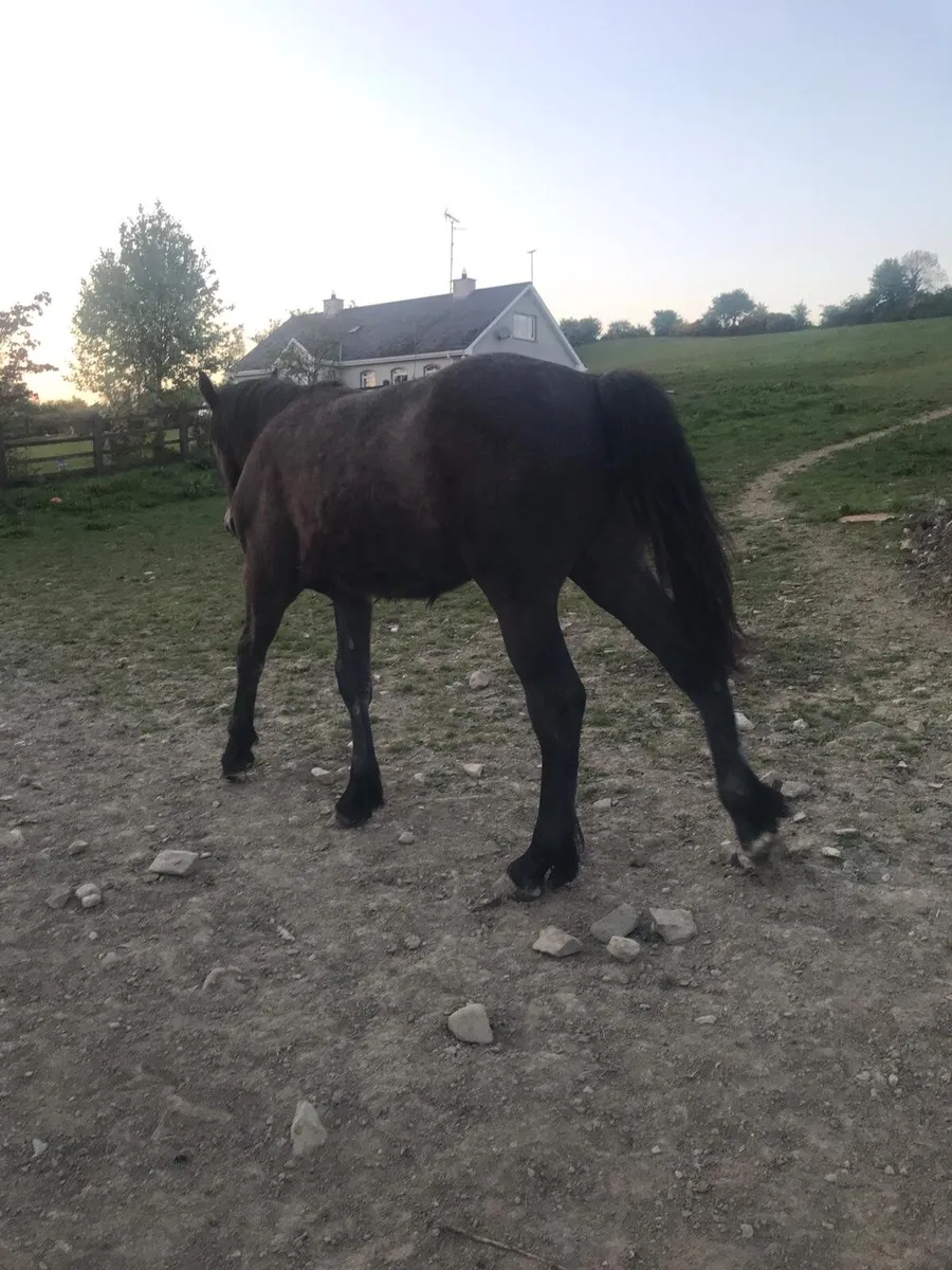 RID Colt Yearling - Image 4
