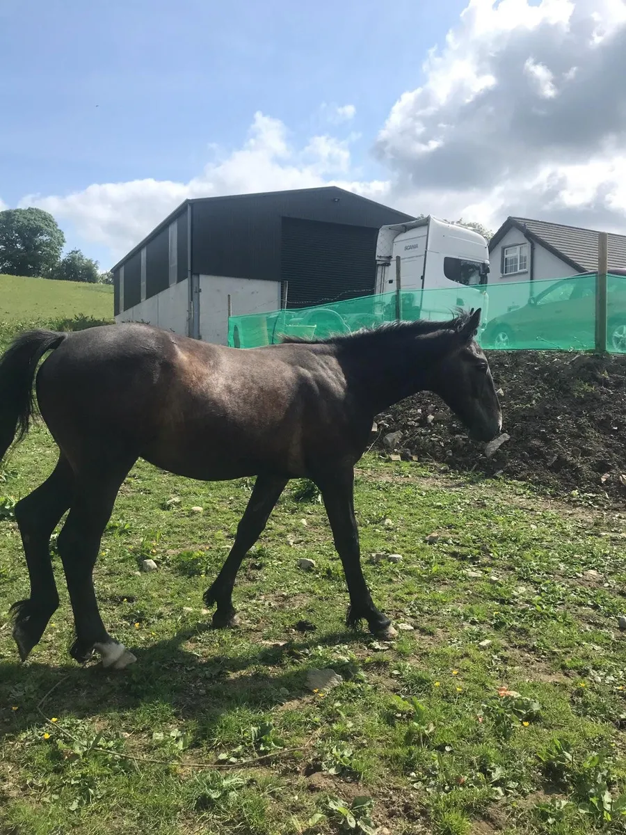 RID Colt Yearling - Image 1