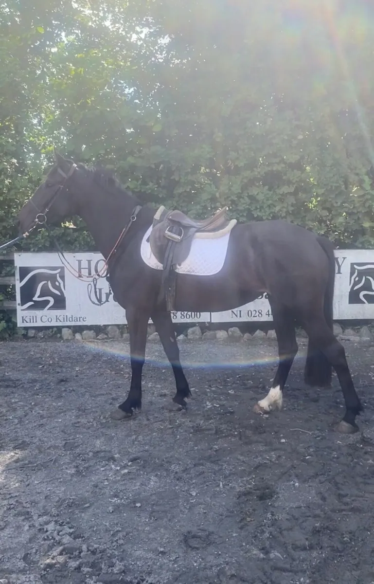 4 Year old Mare - Image 1