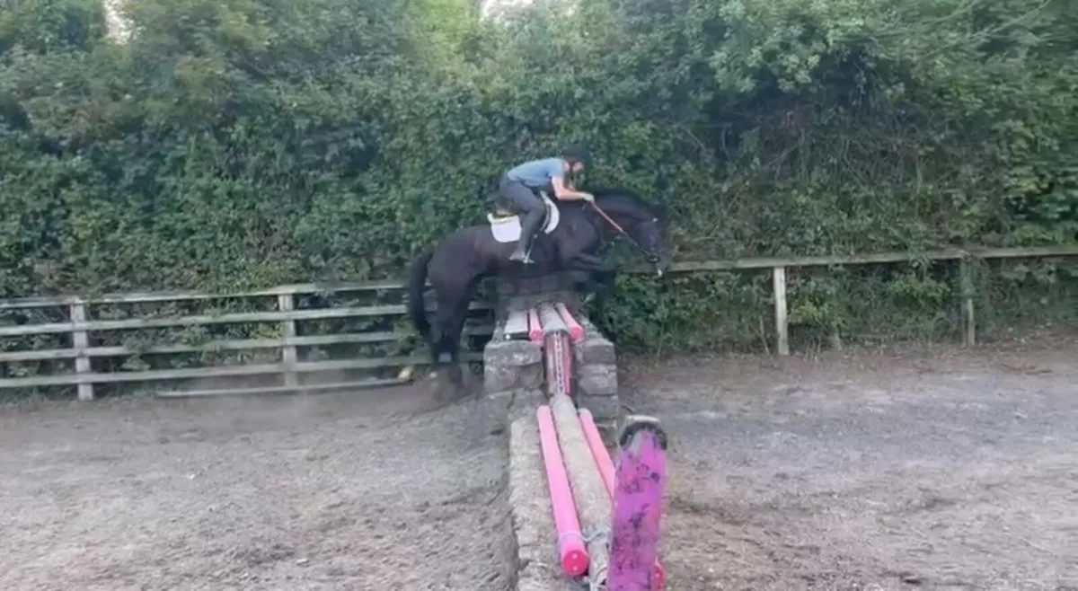 4 Year old Mare - Image 2