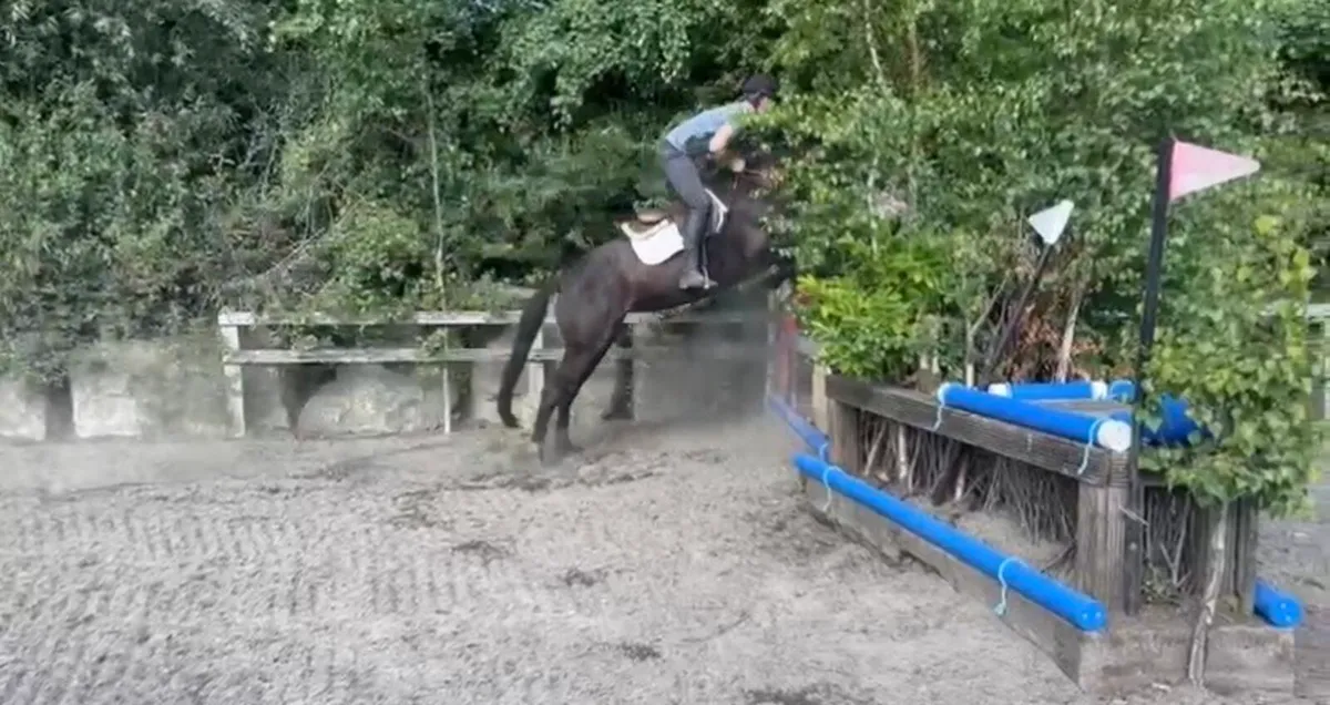 4 Year old Mare - Image 3