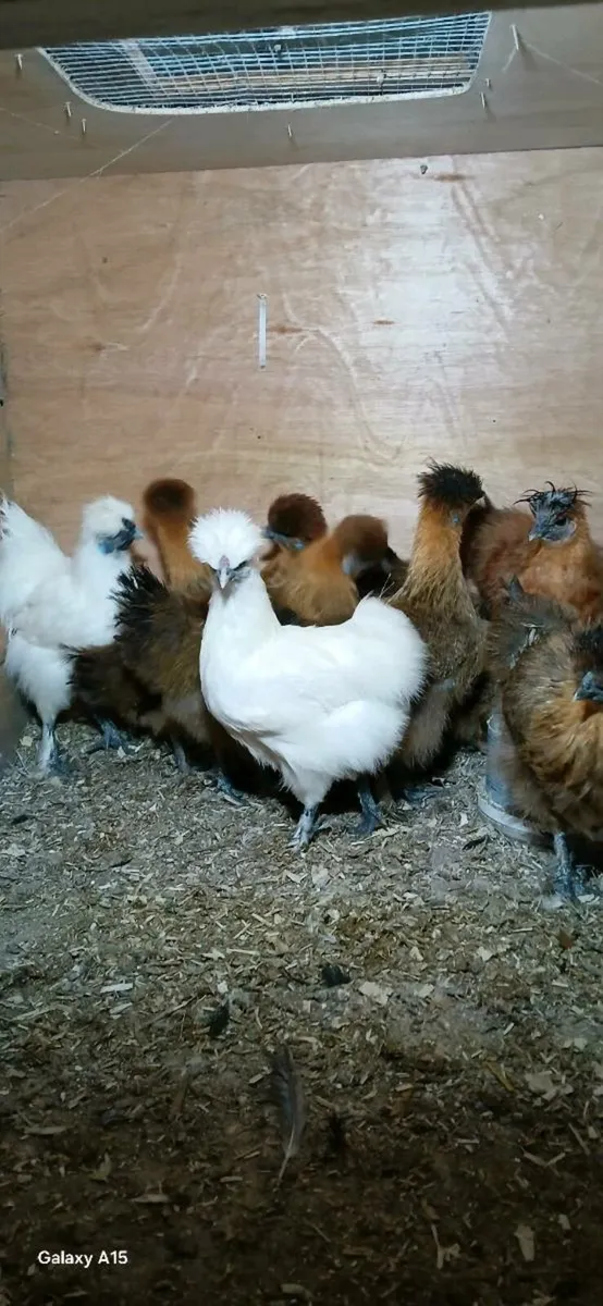 Khaki Campbell, saxony, Pekins, silkies - Image 1