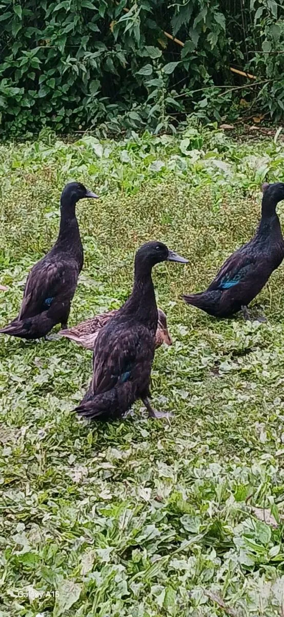 Khaki Campbell, saxony, Pekins, silkies - Image 4