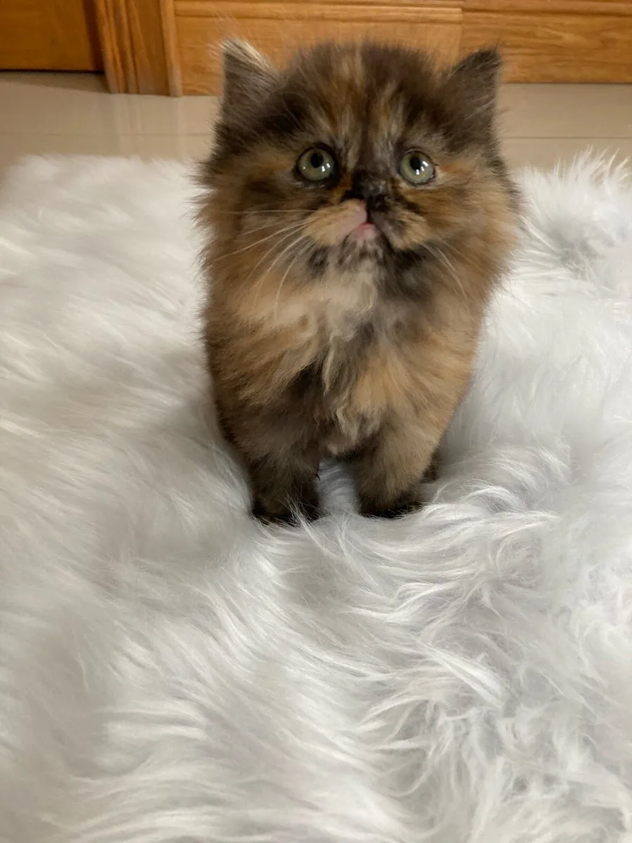 British Long Hair x Kitten - Image 4