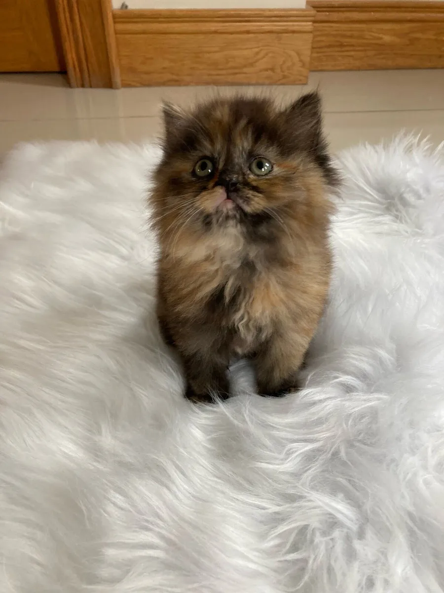British Long Hair x Kitten - Image 1