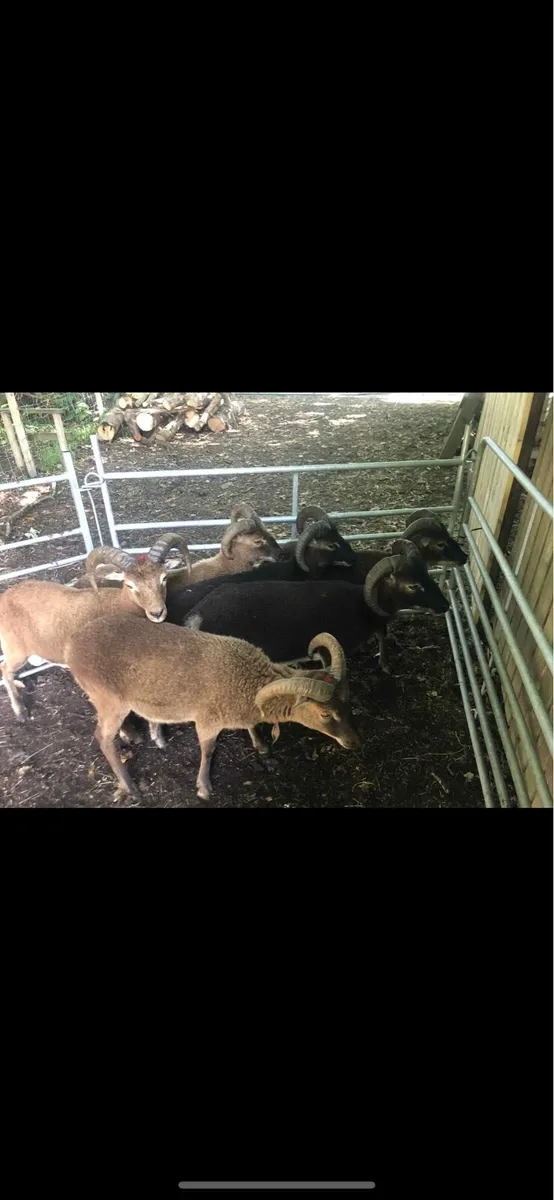 Soay rams