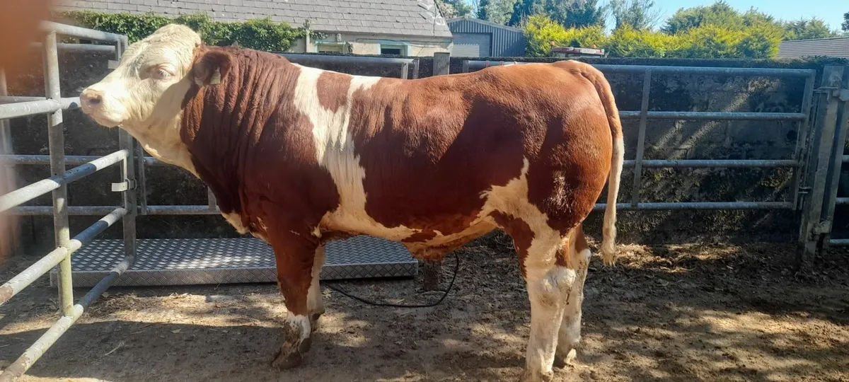 Simmentals - Image 1