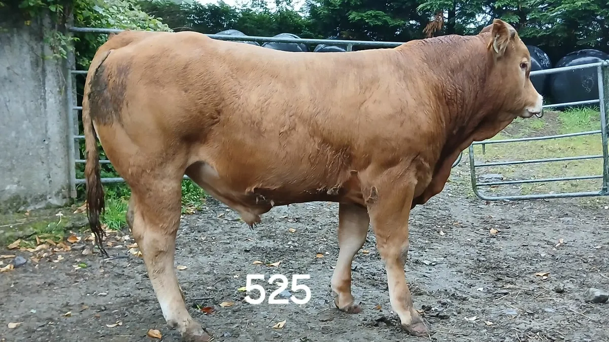2 PBR LIMOUSIN BULLS                🌟 🌟 🌟 🌟 🌟 - Image 1