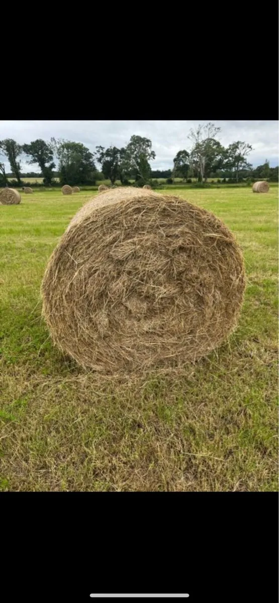 Hay