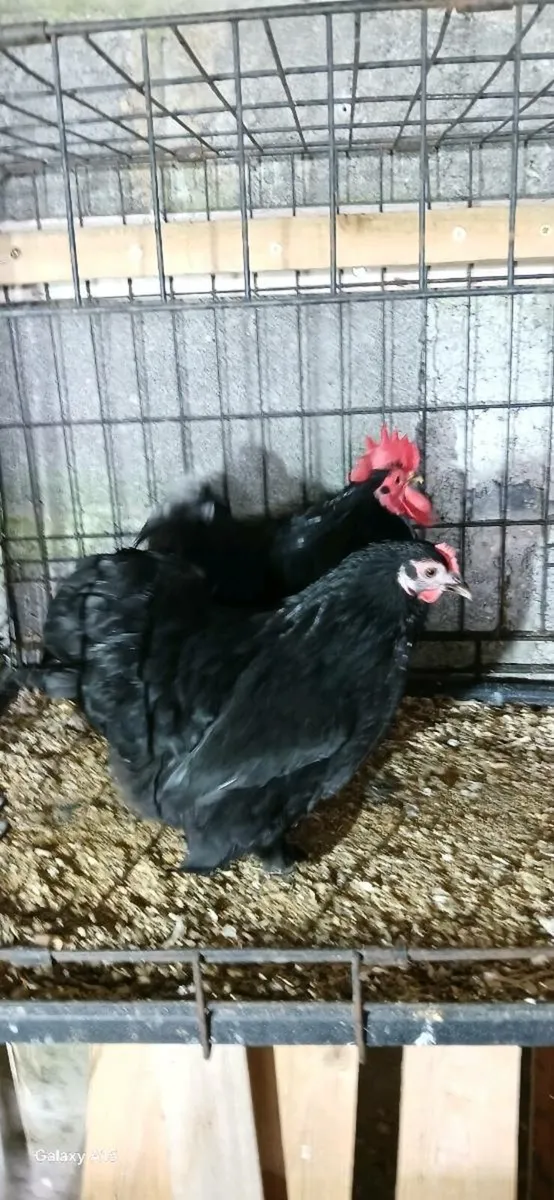 Khaki Campbell, saxony, Pekins, silkies - Image 2