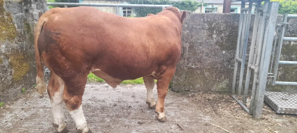 Simmentals - Image 3