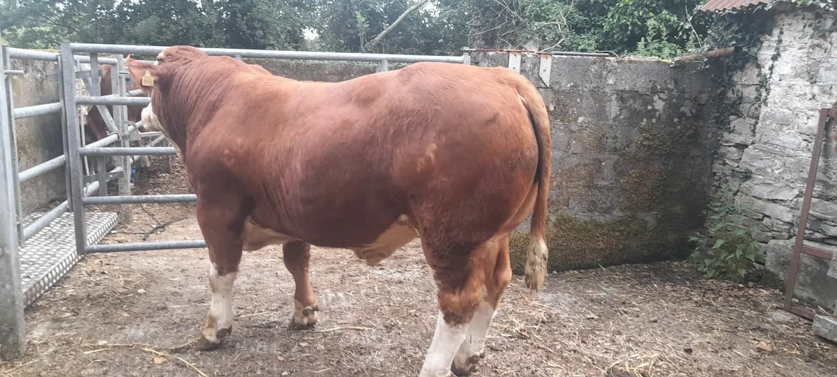 Simmentals - Image 4