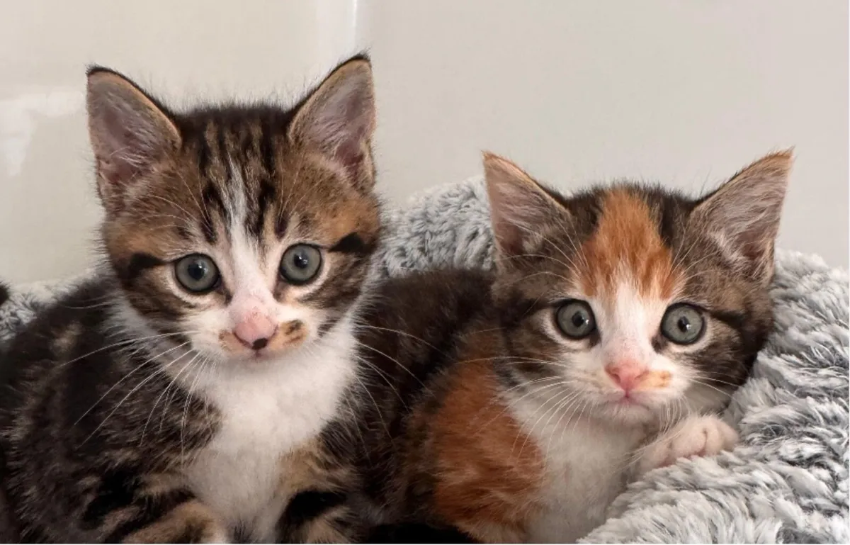 Kittens - Image 1
