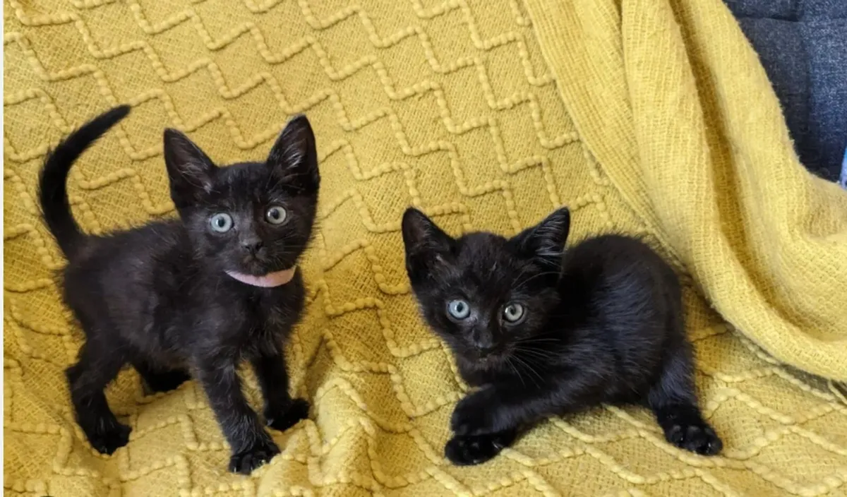 Kittens - Image 2