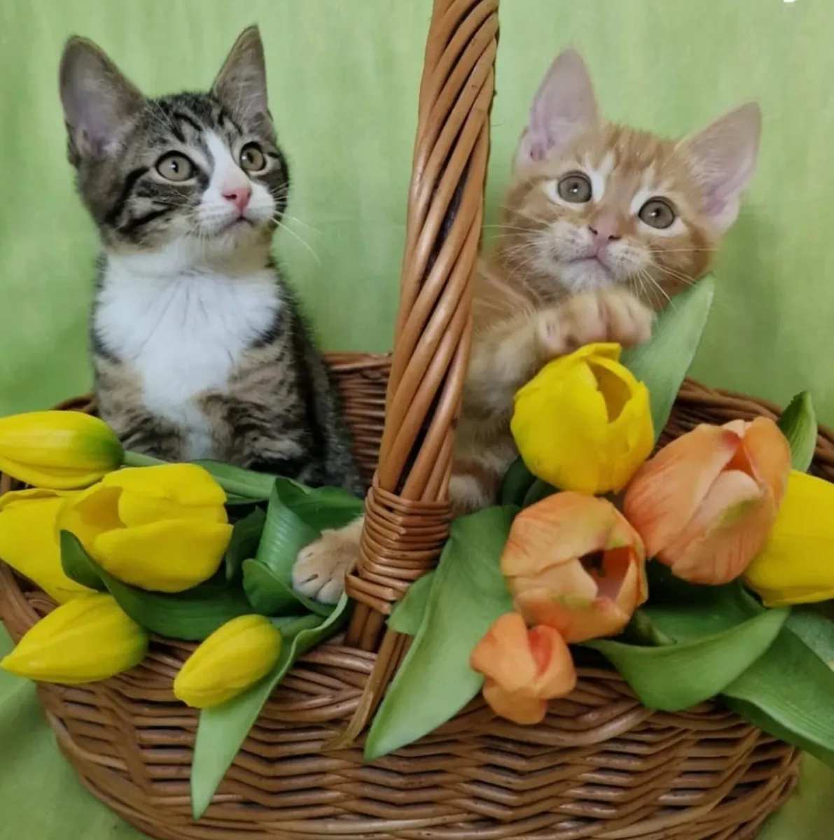Kittens - Image 3