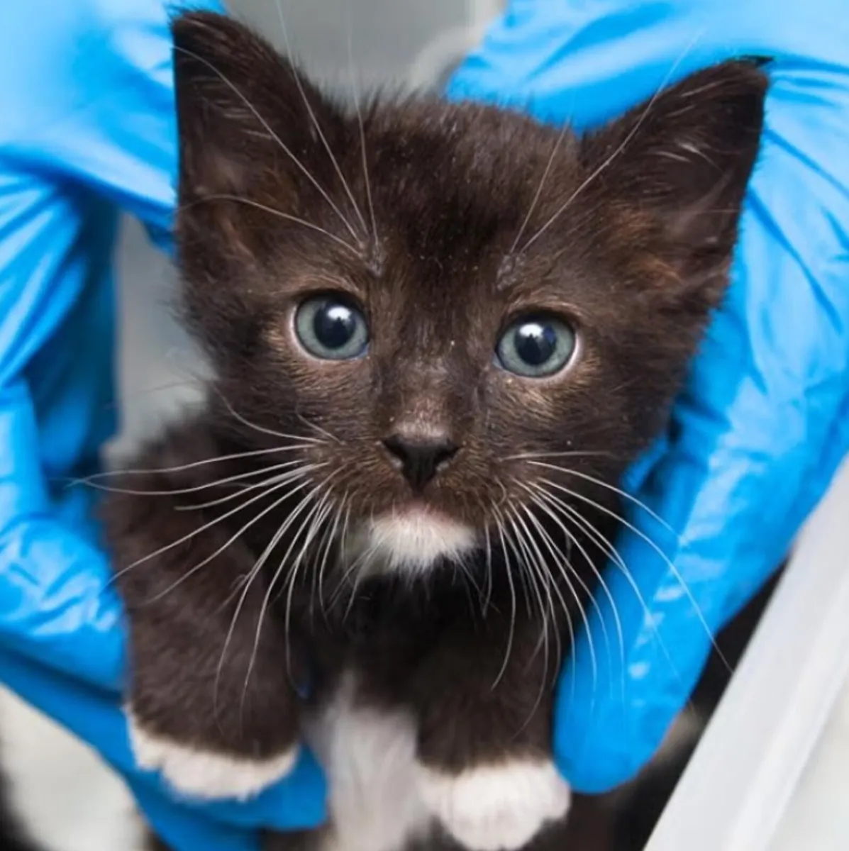 Kittens - Image 4
