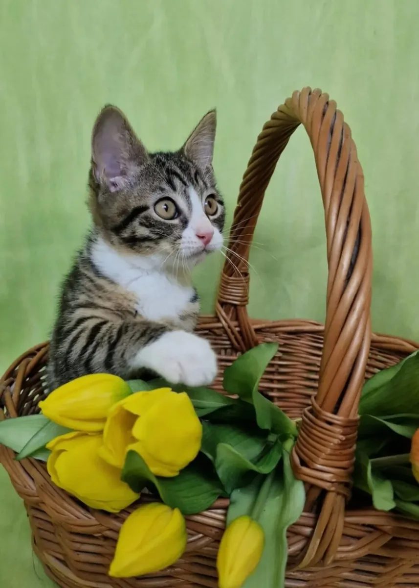 Kittens - Image 3