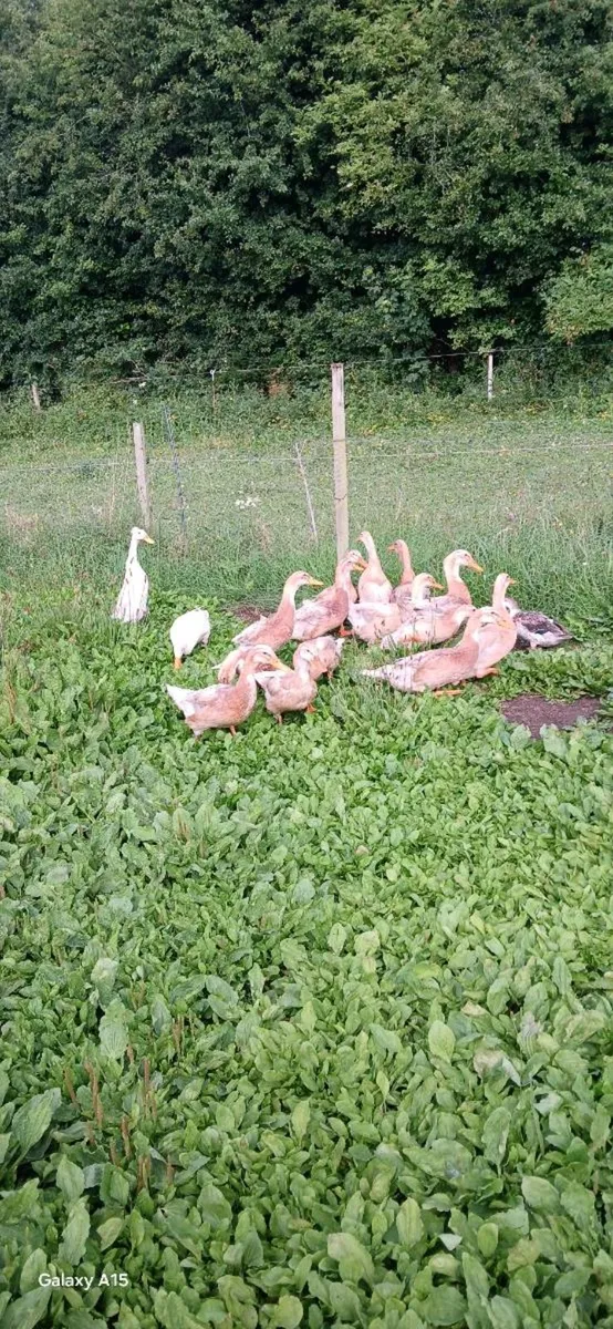 Khaki Campbell, saxony, Pekins, silkies - Image 3