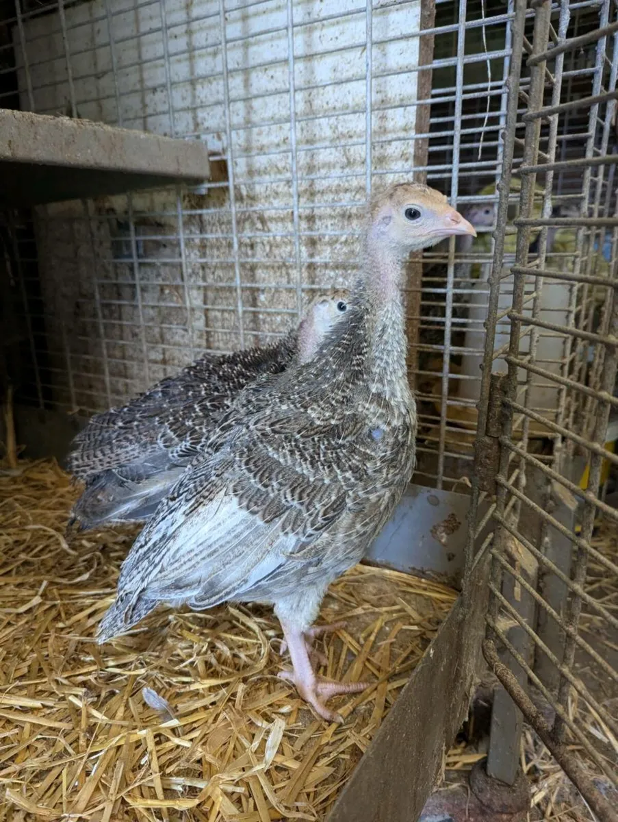 Turkey chicks - Image 1