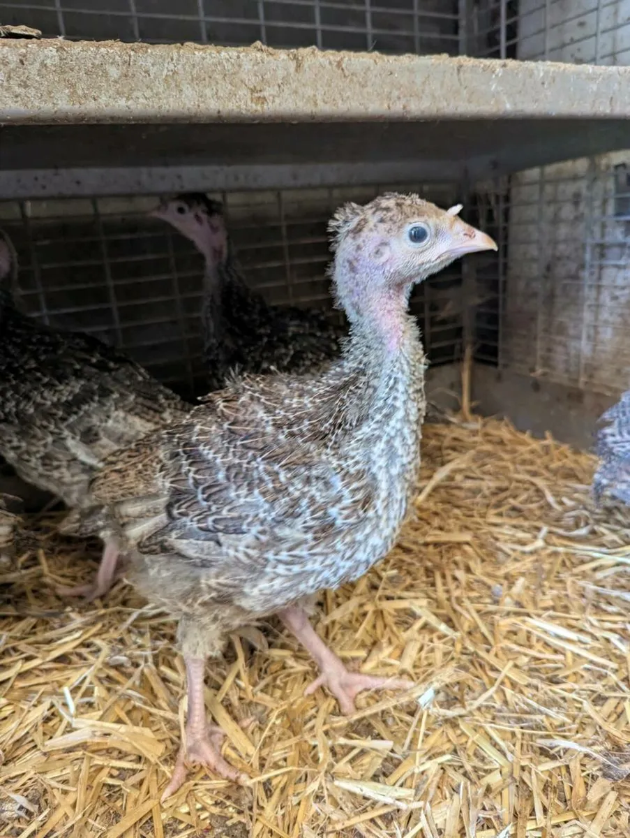 Turkey chicks - Image 2