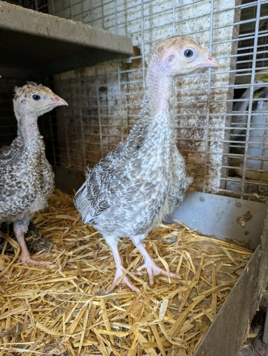Turkey chicks - Image 3