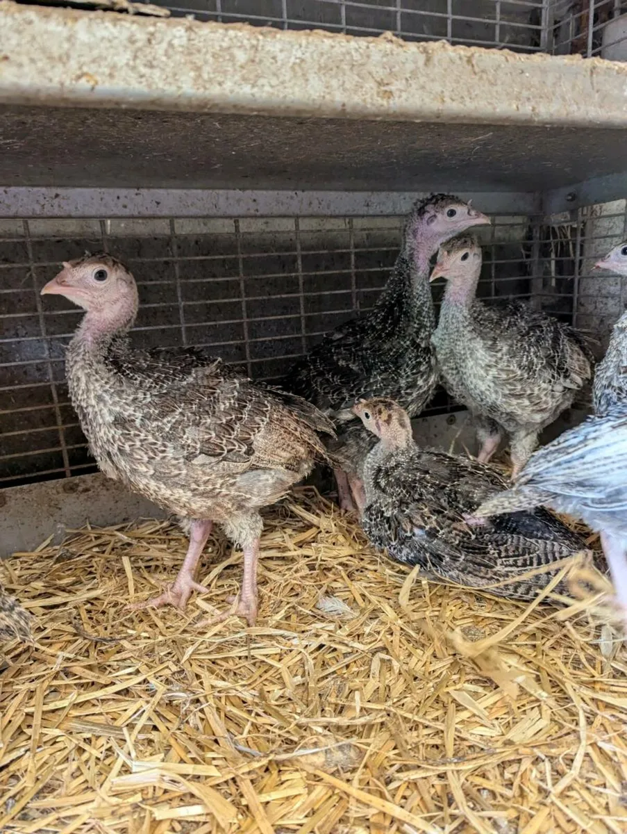 Turkey chicks - Image 4