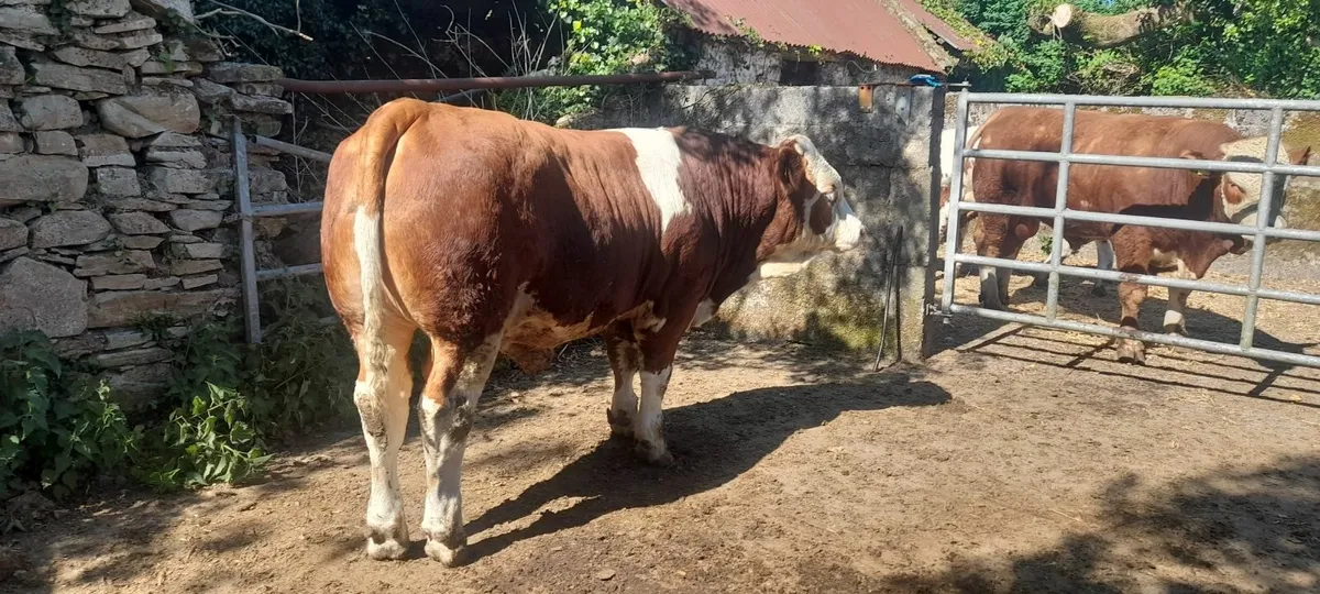 Simmentals - Image 2