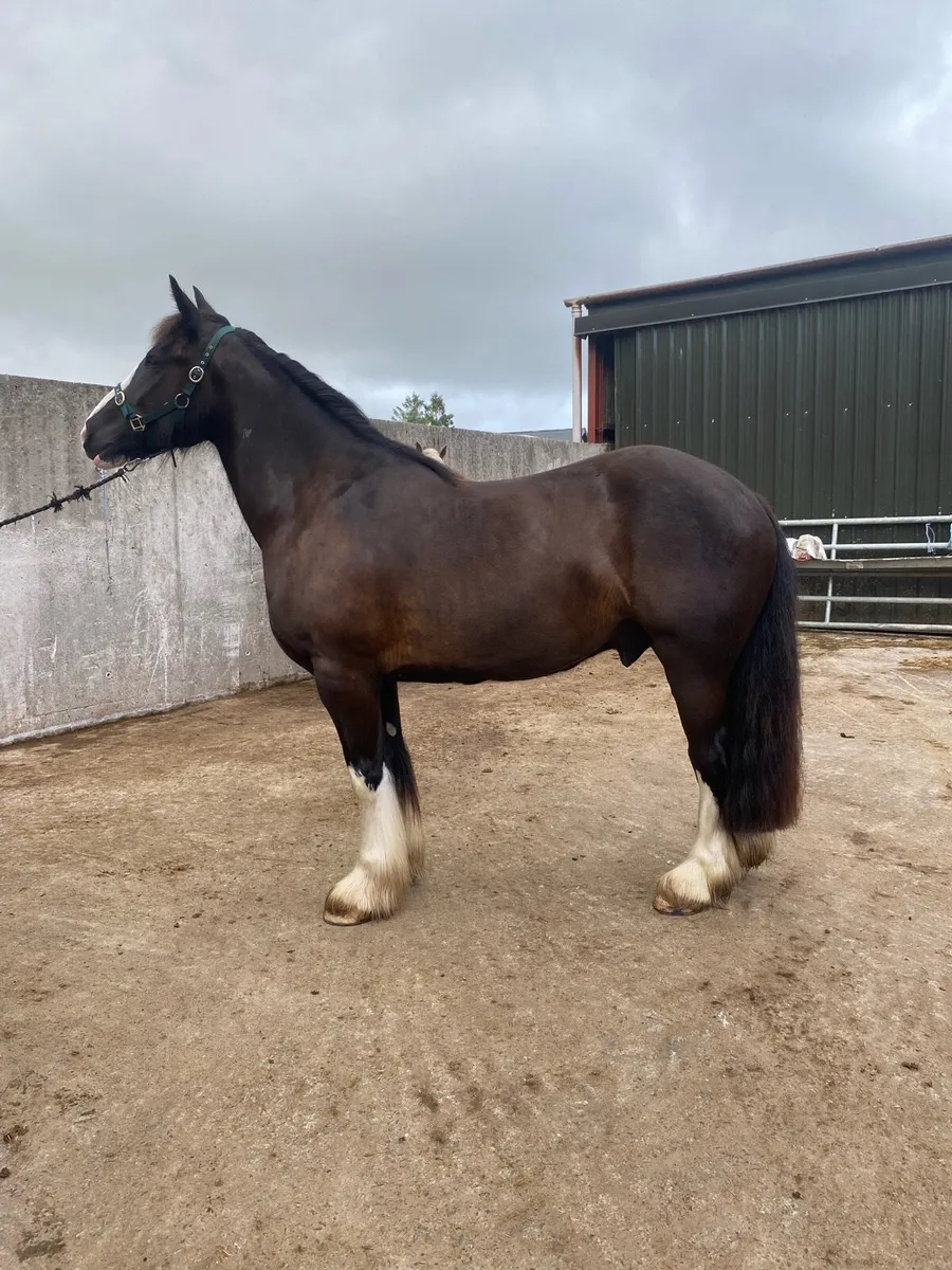 Very quiet 15.2 riding cob for sale - Image 2