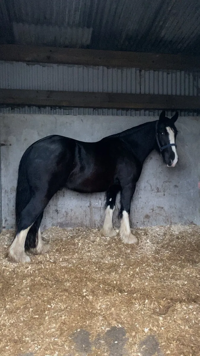 Very quiet 15.2 riding cob for sale - Image 3