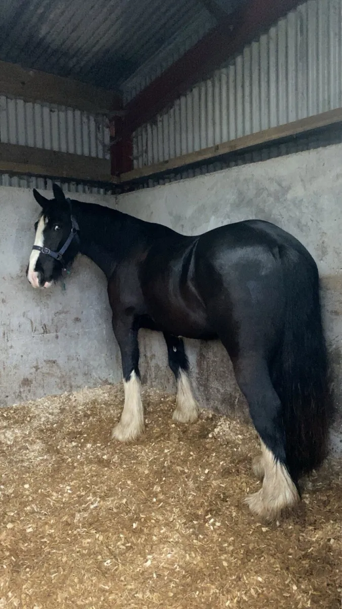Very quiet 15.2 riding cob for sale - Image 4