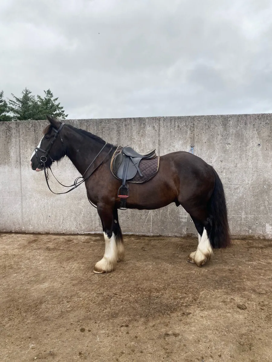 Very quiet 15.2 riding cob for sale - Image 1