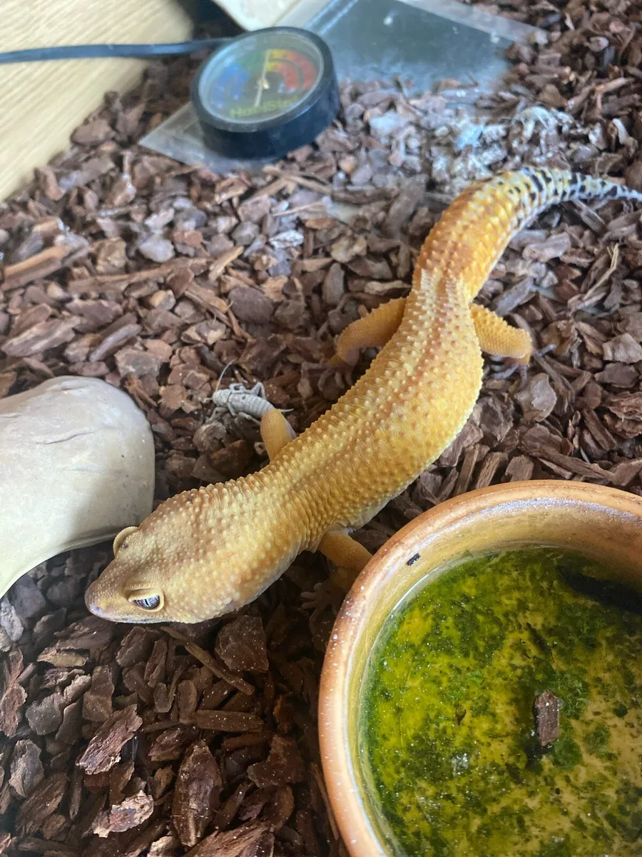 Gecko - Image 1