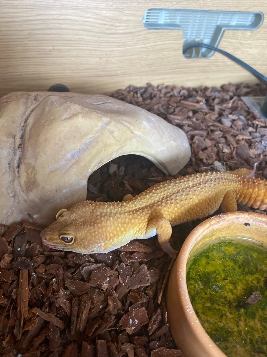 Gecko - Image 2