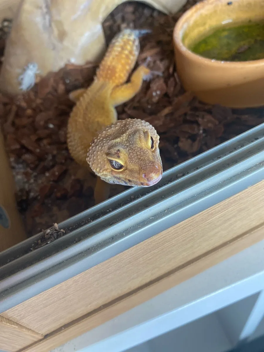 Gecko - Image 3