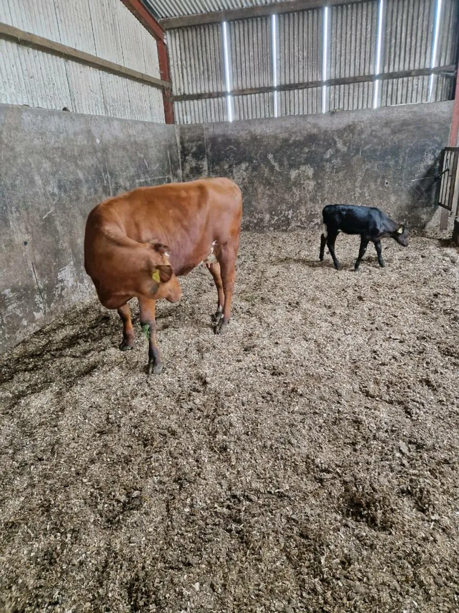 Cow and calf - Image 1
