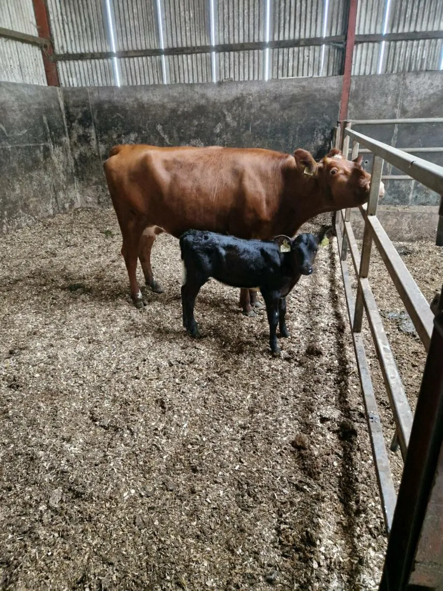 Cow and calf - Image 2