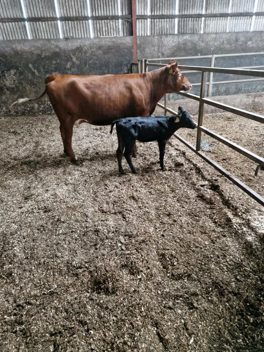 Cow and calf - Image 3