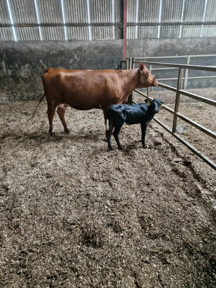 Cow and calf - Image 4