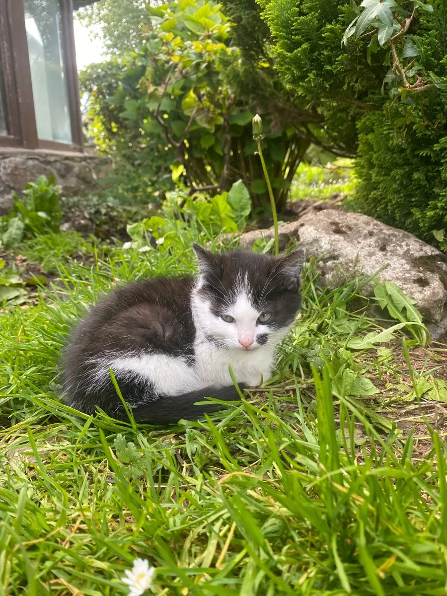 Adorable kittens - Image 1