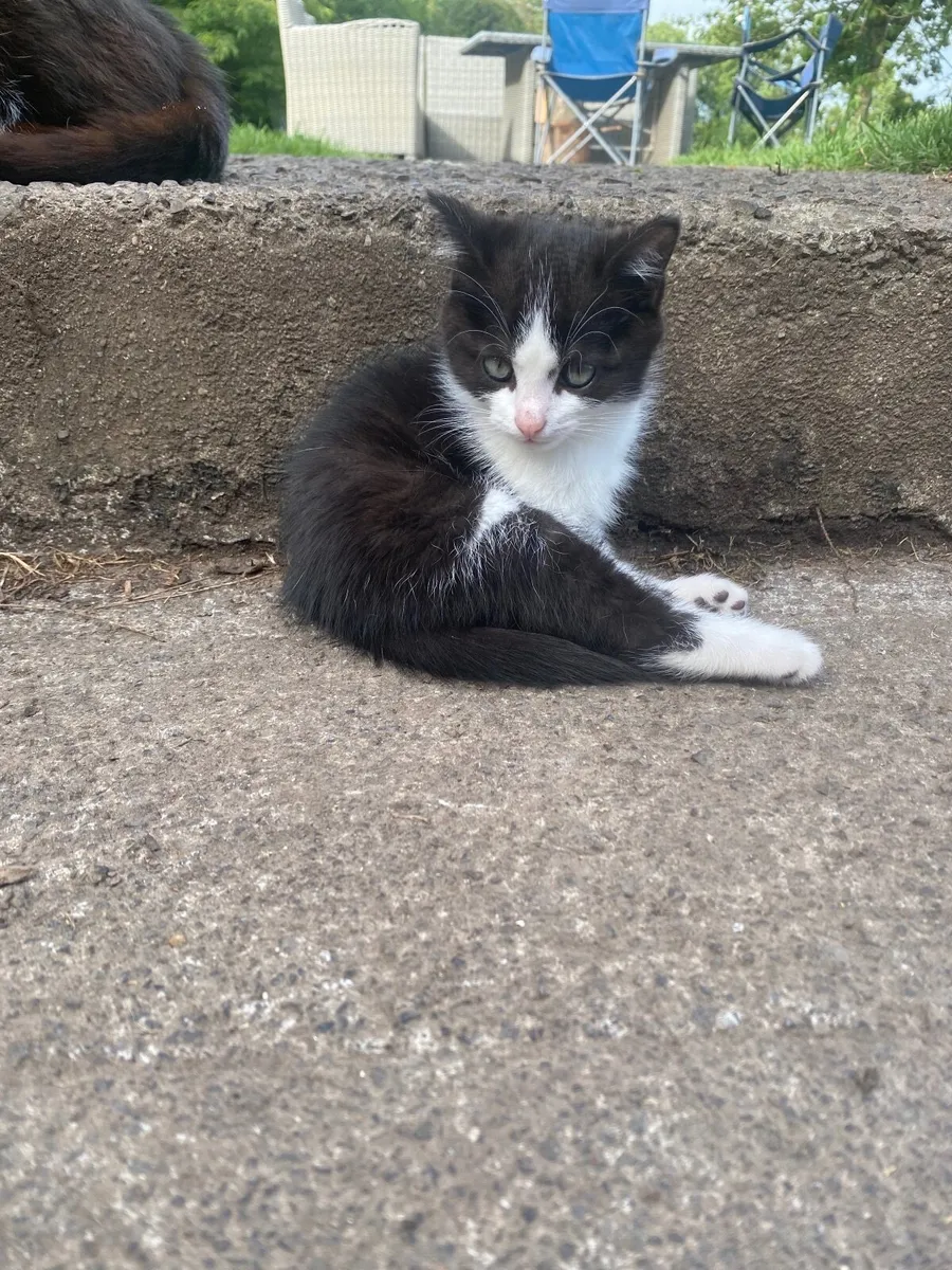 Adorable kittens - Image 2