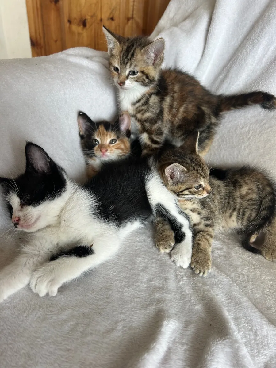 Kittens - Image 2