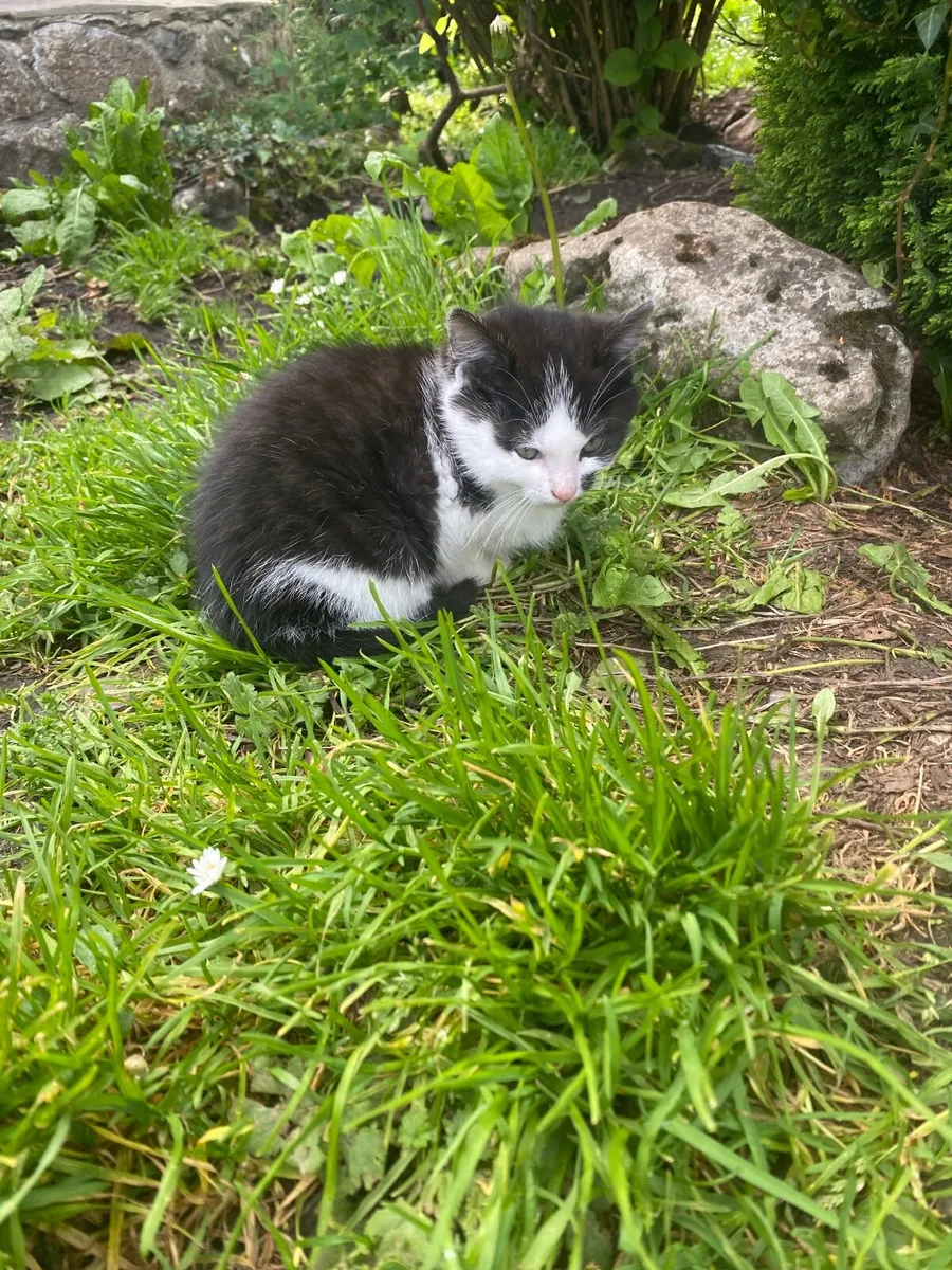 Adorable kittens - Image 3