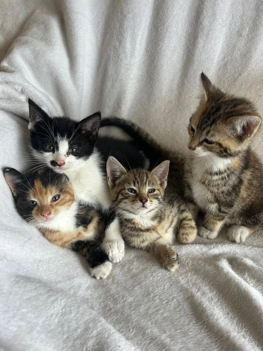 Kittens - Image 3
